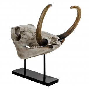 CRANIAL FOSSIL